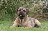 CANE CORSO 1312